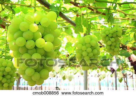 White grapes View Large Photo Image Stock Photograph - White grapes. Fotosearch