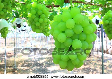 White grapes View Large Photo Image Stock Photography - White grapes. Fotosearch
