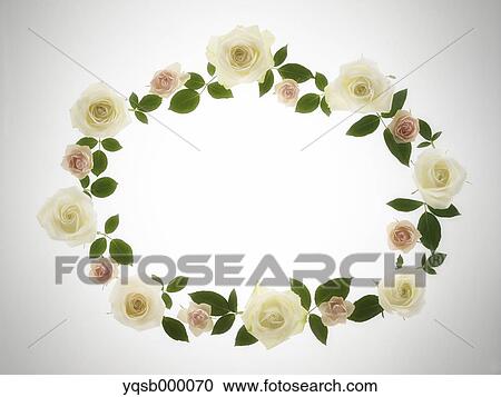 White Roses View Large Photo Image Stock Image - White Roses. Fotosearch
