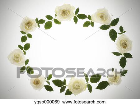 Stock Photo - White Roses. Fotosearch