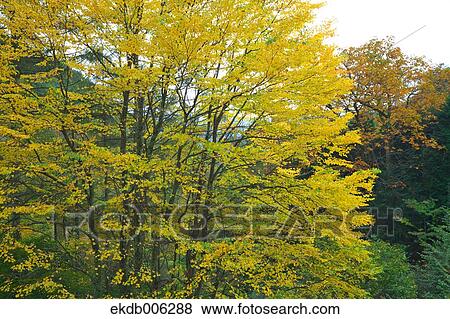 Wig tree View Large Photo Image Stock Photo - Wig tree. Fotosearch