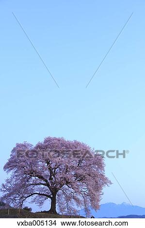 Picture - Yamanashi Prefecture, Japan. Fotosearch