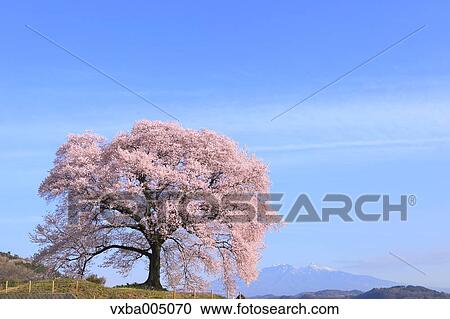 Stock Image - Yamanashi Prefecture, Japan. Fotosearch