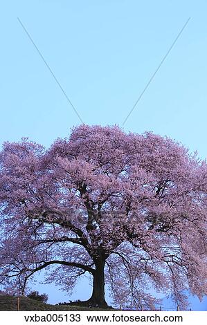 Yamanashi Prefecture, Japan View Large Photo Image Stock Image - Yamanashi Prefecture, Japan. Fotosearch