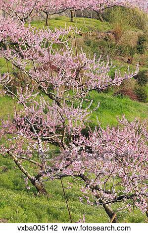Yamanashi Prefecture, Japan View Large Photo Image Stock Image - Yamanashi Prefecture, Japan. Fotosearch