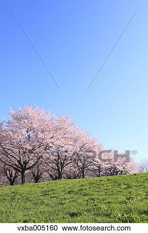 Yamanashi Prefecture, Japan View Large Photo Image Stock Image - Yamanashi Prefecture, Japan. Fotosearch