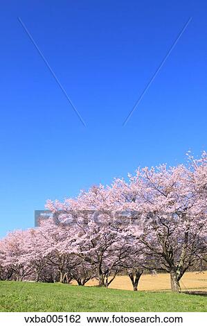 Stock Image - Yamanashi Prefecture, Japan. Fotosearch