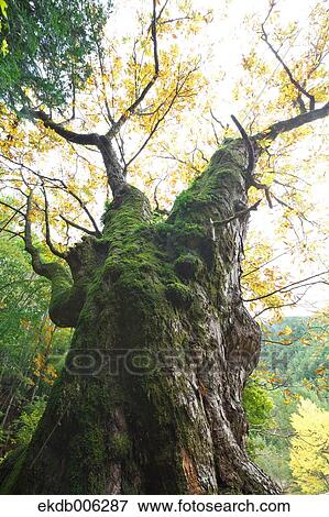 Yamanashi Prefecture, Japan View Large Photo Image Stock Photo - Yamanashi Prefecture, Japan. Fotosearch