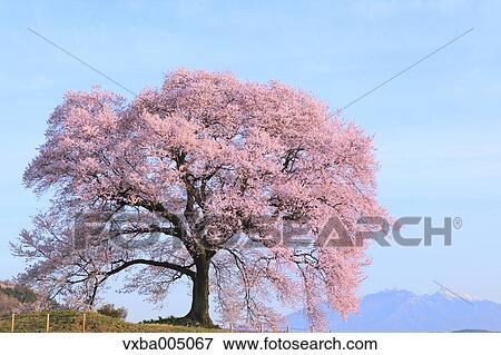 Yamanashi Prefecture, Japan View Large Photo Image Stock Photo - Yamanashi Prefecture, Japan. Fotosearch