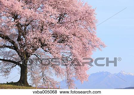 Yamanashi Prefecture, Japan View Large Photo Image Stock Photo - Yamanashi Prefecture, Japan. Fotosearch