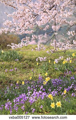 Yamanashi Prefecture, Japan View Large Photo Image Stock Photo - Yamanashi Prefecture, Japan. Fotosearch
