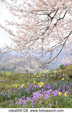 Stock Photo - Yamanashi Prefecture, Japan. Fotosearch