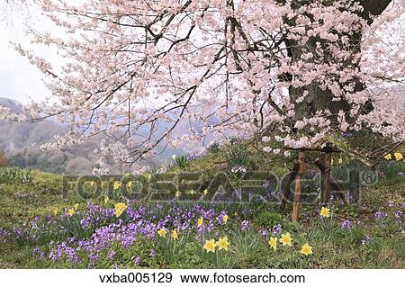 Yamanashi Prefecture, Japan View Large Photo Image Stock Photo - Yamanashi Prefecture, Japan. Fotosearch
