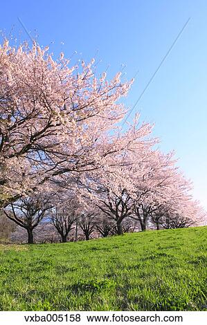 Yamanashi Prefecture, Japan View Large Photo Image Stock Photo - Yamanashi Prefecture, Japan. Fotosearch
