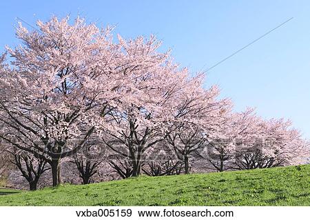 Yamanashi Prefecture, Japan View Large Photo Image Stock Photo - Yamanashi Prefecture, Japan. Fotosearch