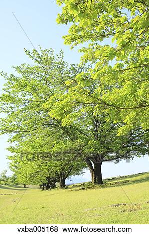 Yamanashi Prefecture, Japan View Large Photo Image Stock Photo - Yamanashi Prefecture, Japan. Fotosearch