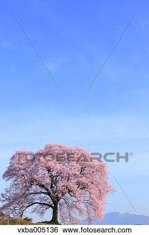 Yamanashi Prefecture, Japan View Large Photo Image Stock Photograph - Yamanashi Prefecture, Japan. Fotosearch