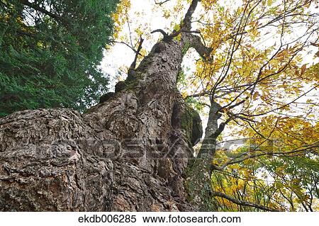 Yamanashi Prefecture, Japan View Large Photo Image Stock Photography - Yamanashi Prefecture, Japan. Fotosearch