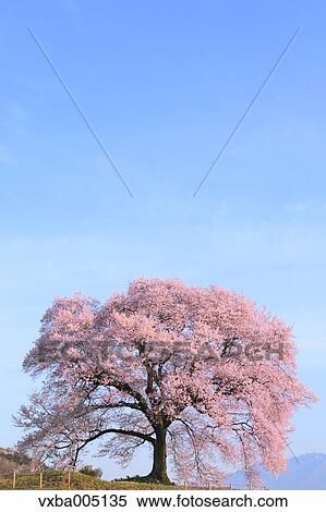 Yamanashi Prefecture, Japan View Large Photo Image Stock Photography - Yamanashi Prefecture, Japan. Fotosearch