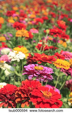 Picture - Zinnia field. Fotosearch