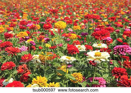 Zinnia field View Large Photo Image Stock Photo - Zinnia field. Fotosearch