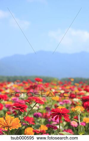 Zinnia field View Large Photo Image Stock Photography - Zinnia field. Fotosearch
