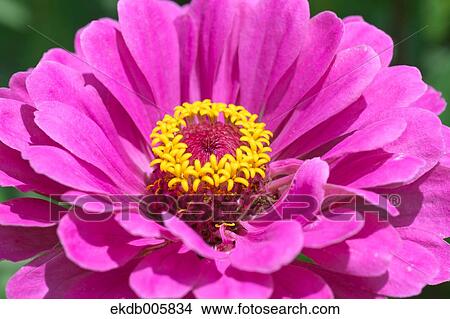 Zinnia View Large Photo Image Picture - Zinnia. Fotosearch