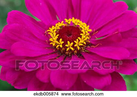 Zinnia View Large Photo Image Picture - Zinnia. Fotosearch