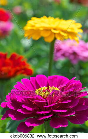 Zinnia View Large Photo Image Stock Image - Zinnia. Fotosearch