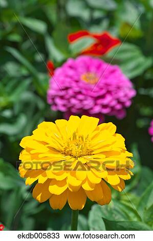 Zinnia View Large Photo Image Stock Image - Zinnia. Fotosearch