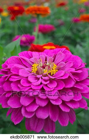 Zinnia View Large Photo Image Stock Image - Zinnia. Fotosearch