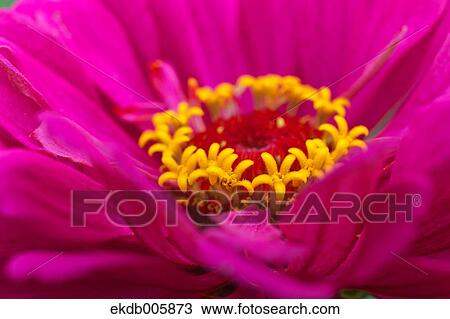 Zinnia View Large Photo Image Stock Image - Zinnia. Fotosearch