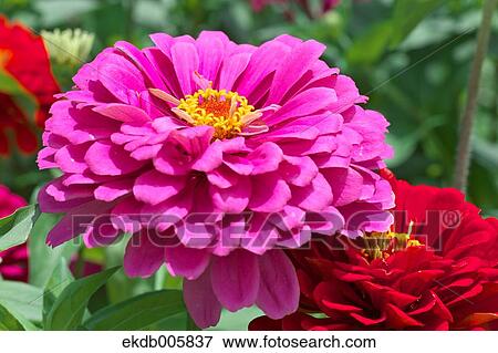 Zinnia View Large Photo Image Stock Photo - Zinnia. Fotosearch