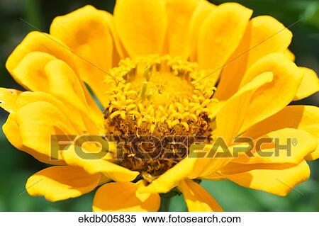 Zinnia View Large Photo Image Stock Photography - Zinnia. Fotosearch