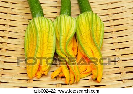 Stock Image - Zucchini Flowers. Fotosearch