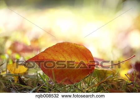 Autumn leaf View Large Photo Image Stock Image - Autumn leaf. Fotosearch