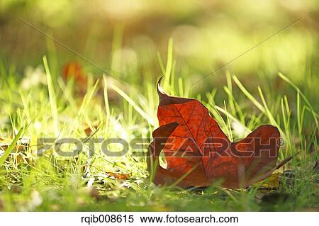 Autumn leaf View Large Photo Image Stock Photography - Autumn leaf. Fotosearch
