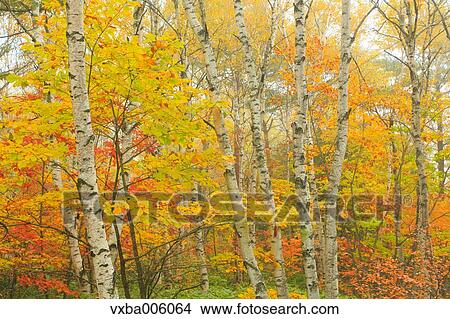 Autumn leaves, Nagano Prefecture, Japan View Large Photo Image Picture - Autumn leaves, Nagano Prefecture, Japan. Fotosearch