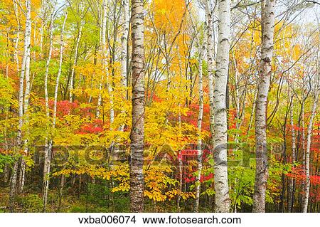 Autumn leaves, Nagano Prefecture, Japan View Large Photo Image Picture - Autumn leaves, Nagano Prefecture, Japan. Fotosearch