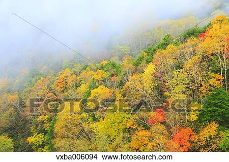 Autumn leaves, Nagano Prefecture, Japan View Large Photo Image Picture - Autumn leaves, Nagano Prefecture, Japan. Fotosearch