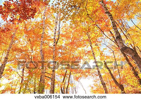 Autumn leaves, Nagano Prefecture, Japan View Large Photo Image Picture - Autumn leaves, Nagano Prefecture, Japan. Fotosearch
