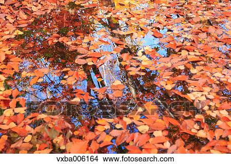 Autumn leaves, Nagano Prefecture, Japan View Large Photo Image Picture - Autumn leaves, Nagano Prefecture, Japan. Fotosearch