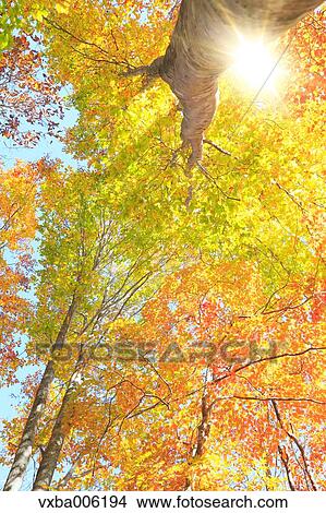 Picture - Autumn leaves, Nagano Prefecture, Japan. Fotosearch