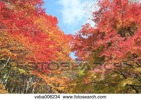 Autumn leaves, Nagano Prefecture, Japan View Large Photo Image Picture - Autumn leaves, Nagano Prefecture, Japan. Fotosearch