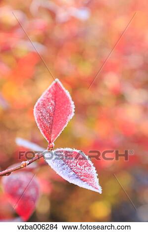 Autumn leaves, Nagano Prefecture, Japan View Large Photo Image Picture - Autumn leaves, Nagano Prefecture, Japan. Fotosearch