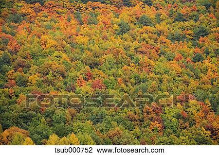 Stock Image - Autumn leaves, Nagano Prefecture, Japan. Fotosearch