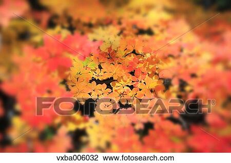 Stock Image - Autumn leaves, Nagano Prefecture, Japan. Fotosearch