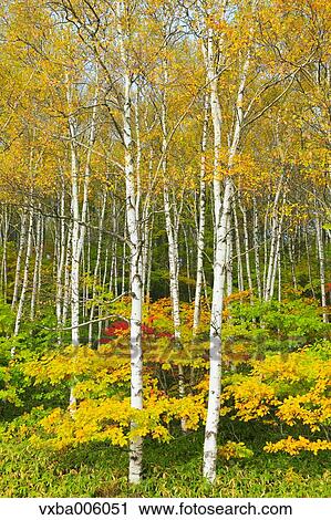 Autumn leaves, Nagano Prefecture, Japan View Large Photo Image Stock Image - Autumn leaves, Nagano Prefecture, Japan. Fotosearch