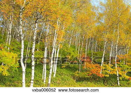 Autumn leaves, Nagano Prefecture, Japan View Large Photo Image Stock Image - Autumn leaves, Nagano Prefecture, Japan. Fotosearch