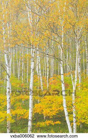 Autumn leaves, Nagano Prefecture, Japan View Large Photo Image Stock Image - Autumn leaves, Nagano Prefecture, Japan. Fotosearch